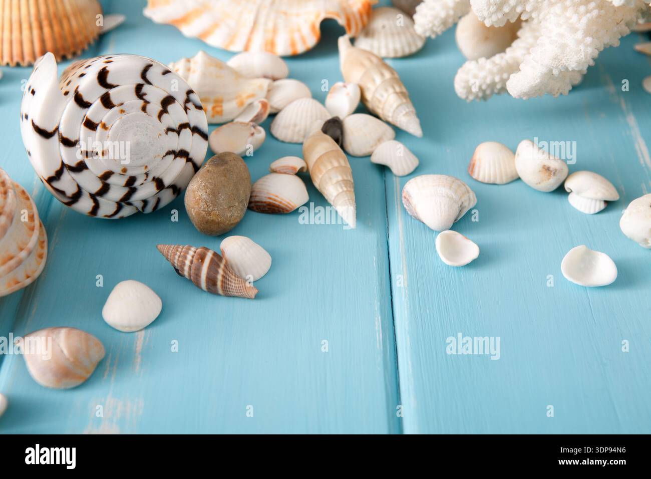 Assortimento conchiglie su legno blu, fondo marino Foto Stock