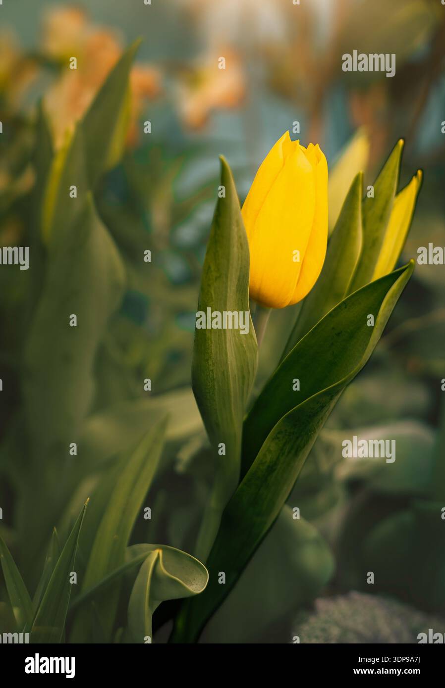 Un tulipano giallo radiante che emerge dal verde del fogliame, simboleggia l'arrivo della primavera e il risveglio della natura Foto Stock