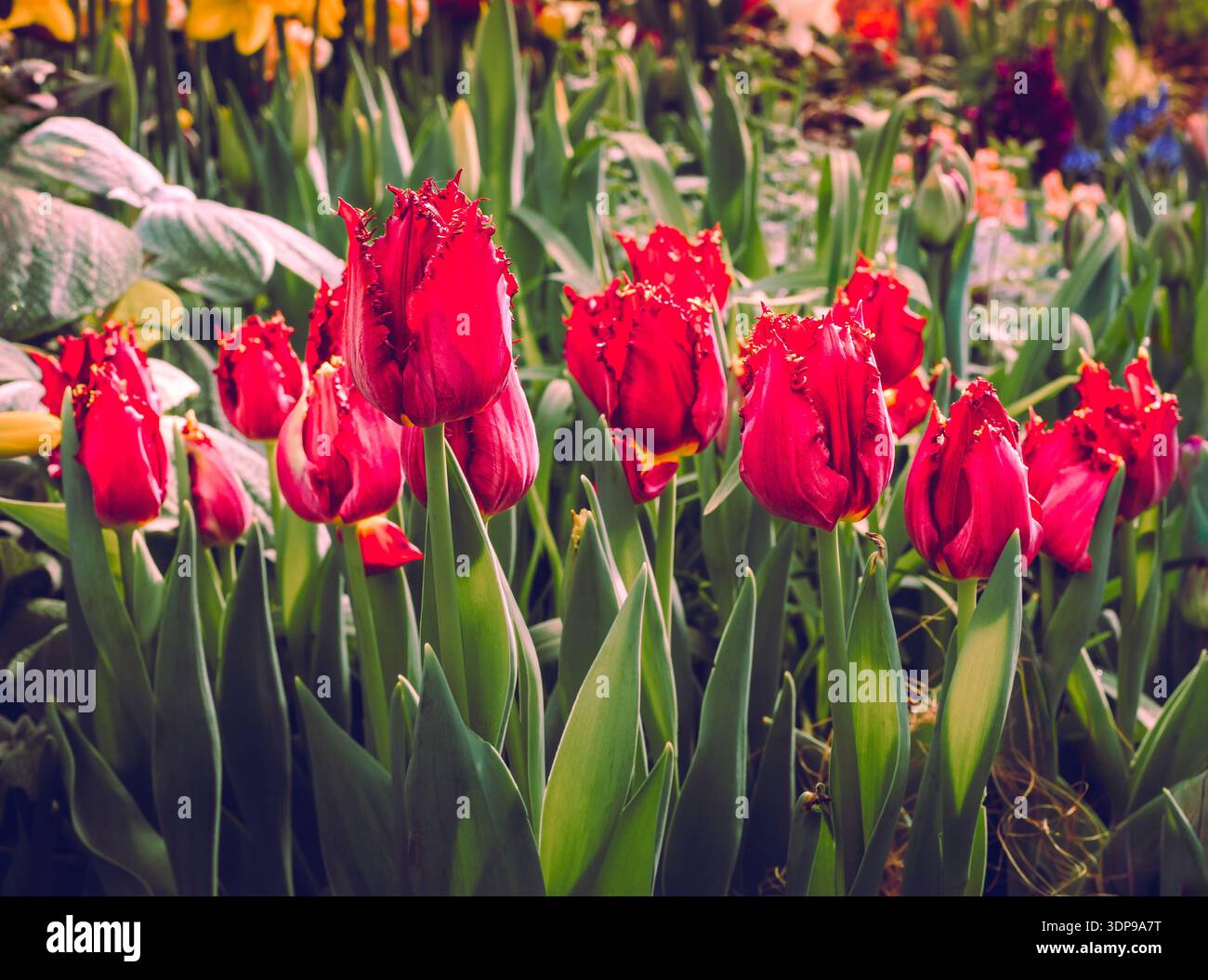 Tulipani rossi orlati (Tulipa 'Red Wing') che fioriscono in un giardino primaverile, Hamilton, Ontario, Canada. Foto Stock