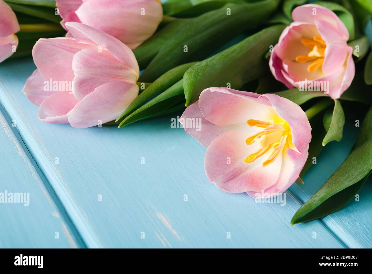 Tulipani rosa su un tavolo blu durante la stagione primaverile con luce naturale Foto Stock