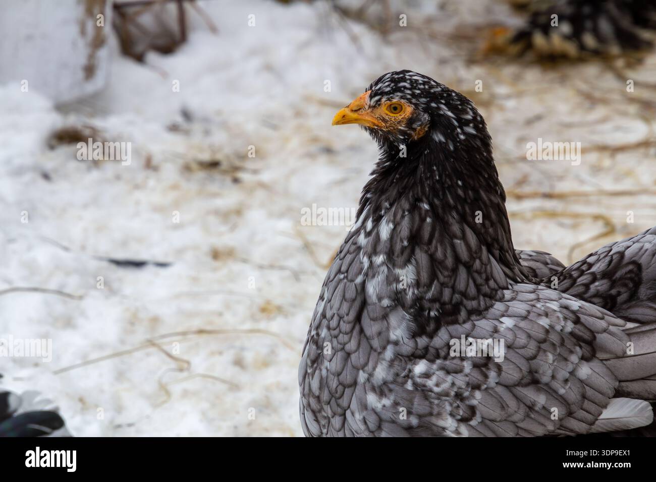 Pollo Bramha nero singolo che cammina nella neve Foto Stock