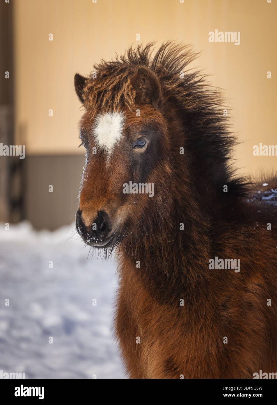 Puledro di cavallo islandese con cappotto invernale meritato Foto Stock