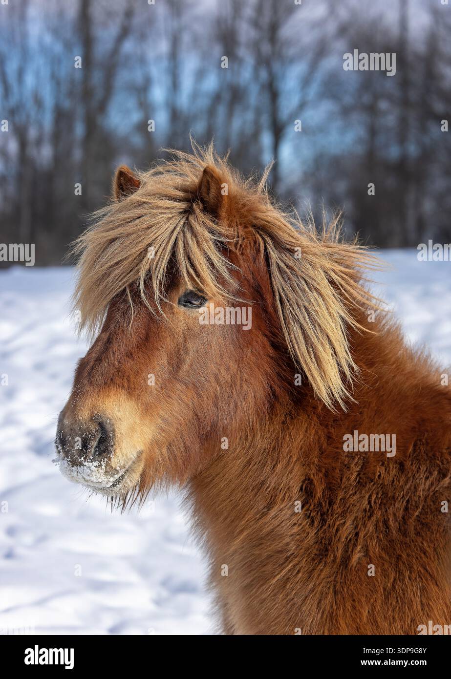 Ritratto di cavallo islandese in inverno con criniera bionda lunga Foto Stock
