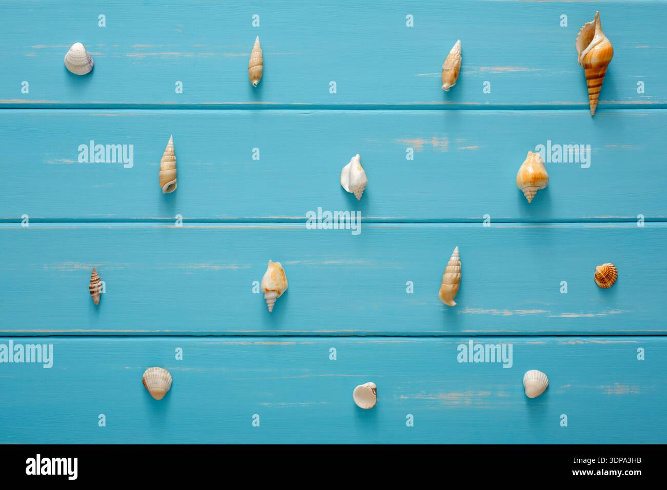 Assortimento conchiglie su legno blu, fondo marino Foto Stock