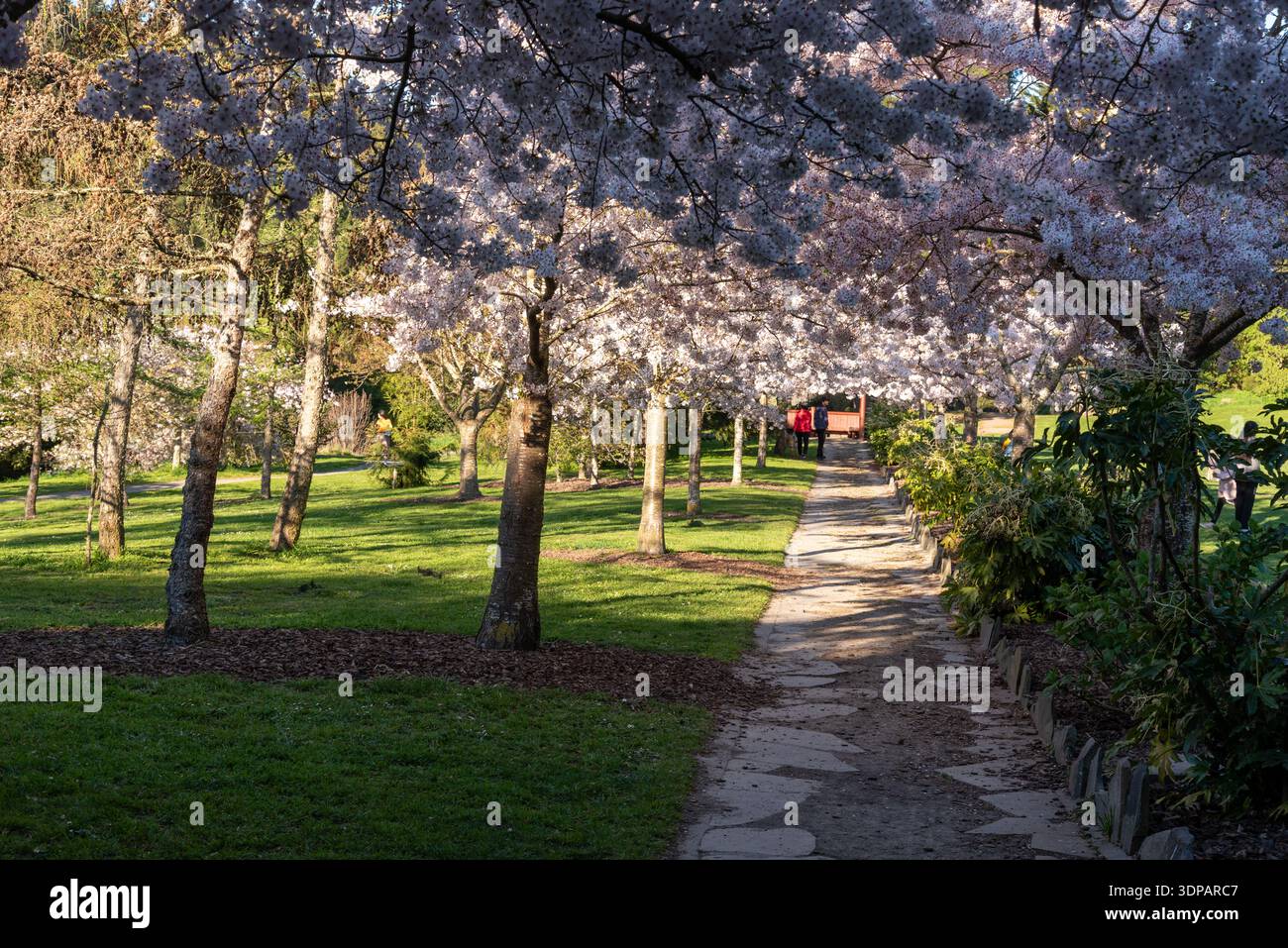 Primavera all'Halswell Quarry Park, Christchurch, nuova Zelanda. Foto Stock