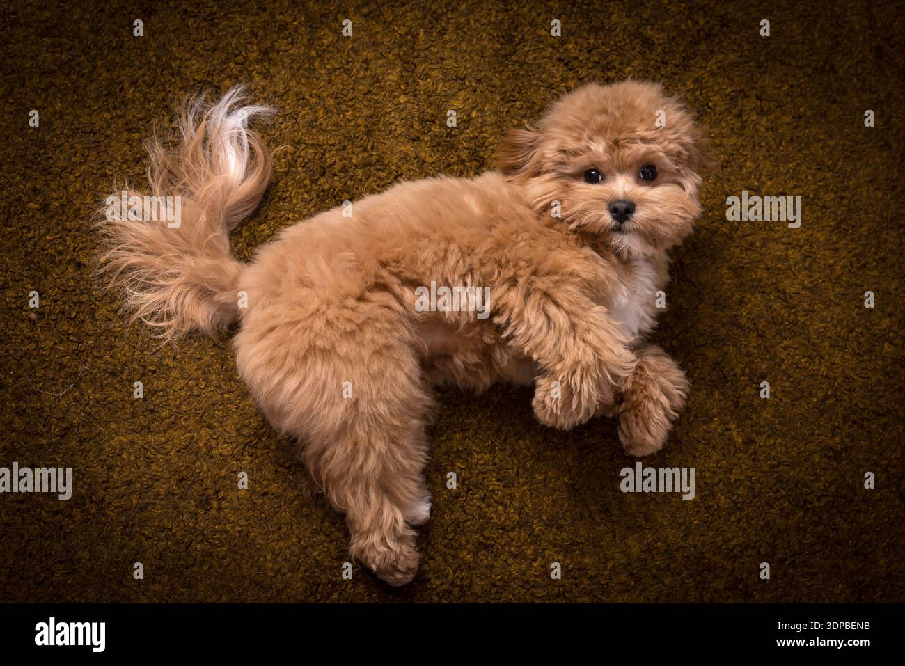 Questo è un vero cucciolo di Maltipoo di 8 mesi. Sua madre era un barboncino rosso e suo padre un mini maltese bianco. Foto Stock