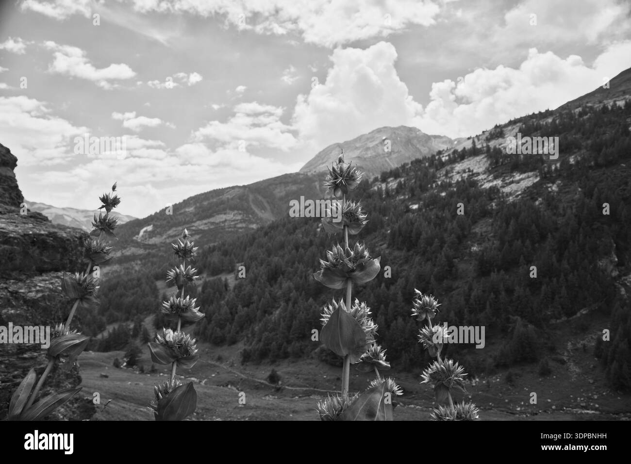 Una vista panoramica di Derborence, Svizzera, con piante fiorite e montagne. Foto Stock