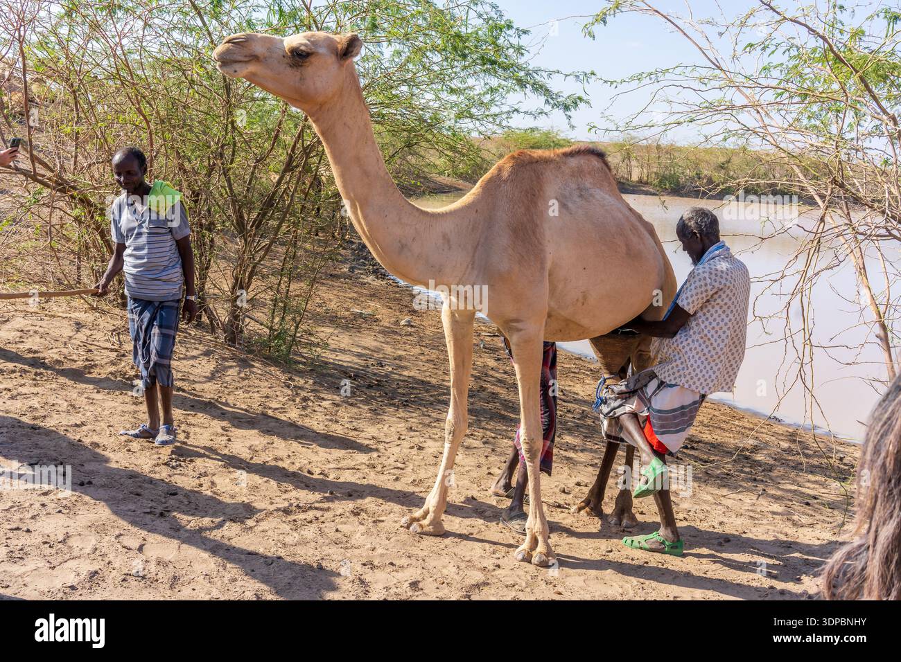 Mungitura dromedaria, regione di Afar, Etiopia Foto Stock