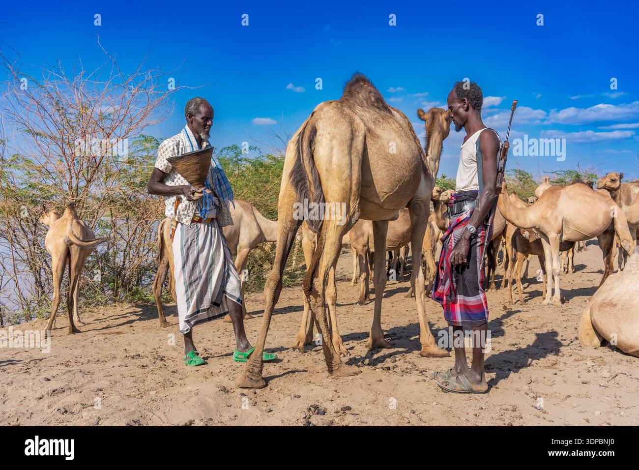 Mungitura dromedaria, regione di Afar, Etiopia Foto Stock