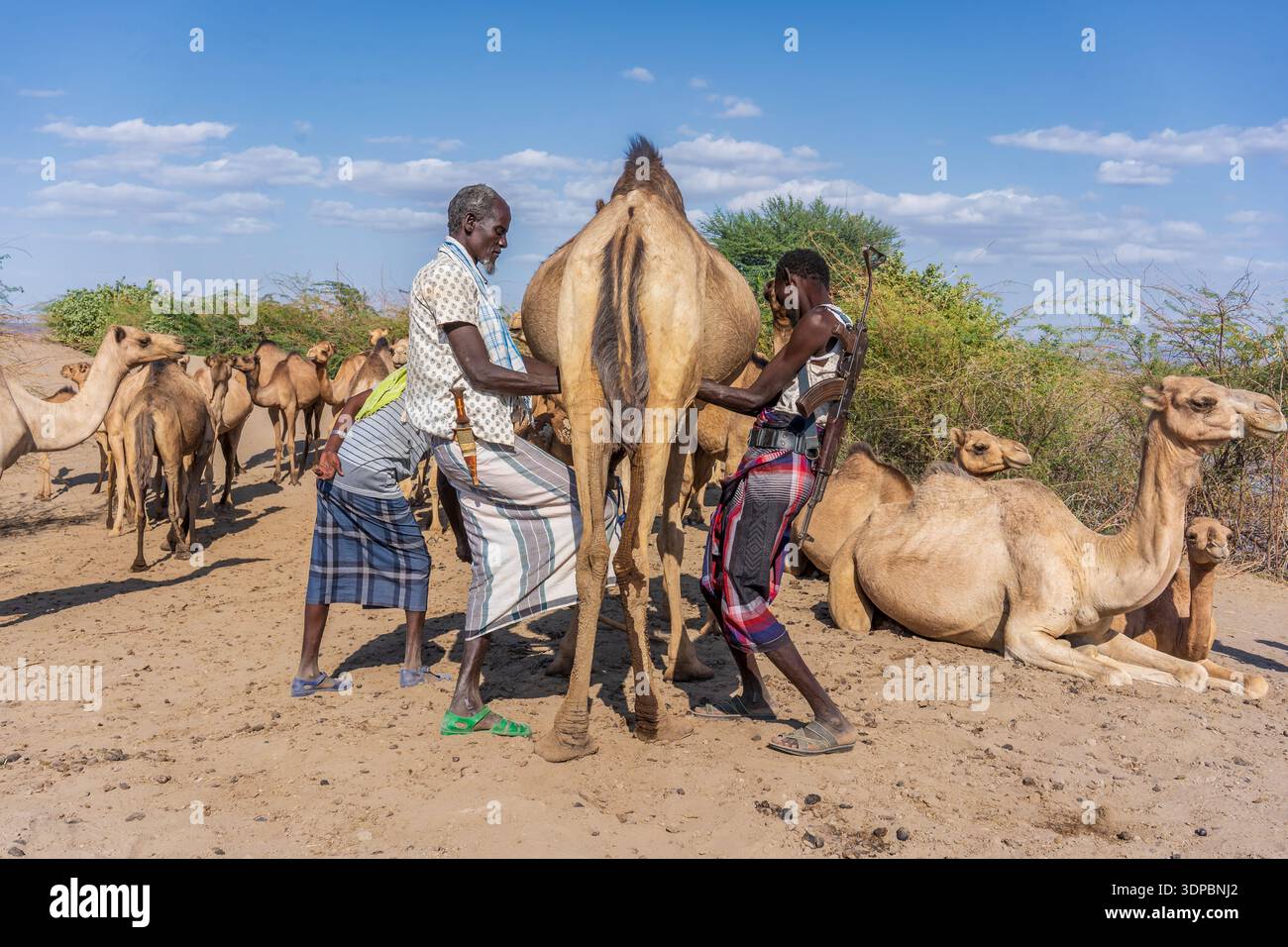 Mungitura dromedaria, regione di Afar, Etiopia Foto Stock