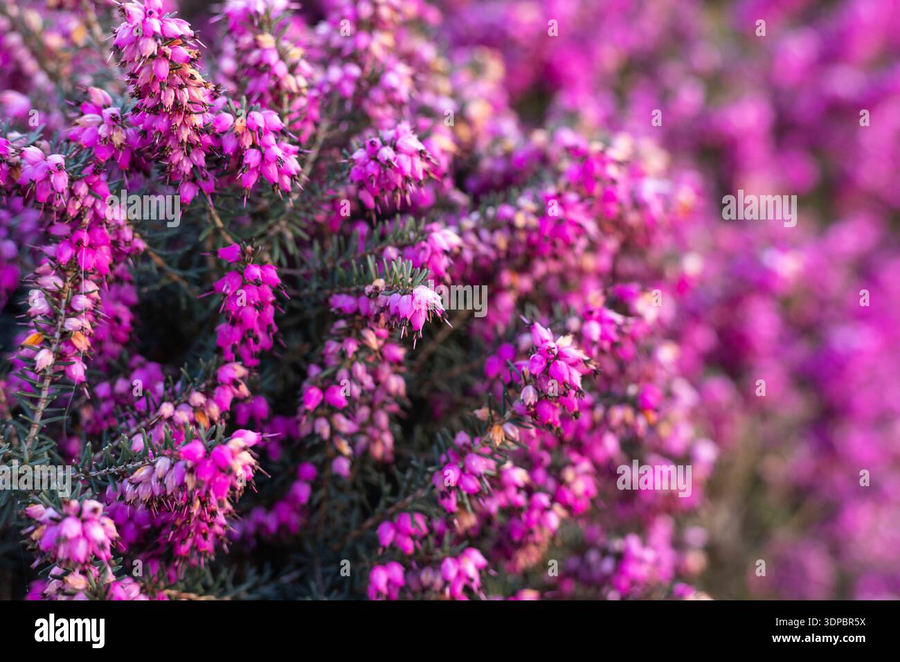 Fiori primaverili viola. Sfondo Fiore viola. Campo di erica viola. Foto di alta qualità Foto Stock