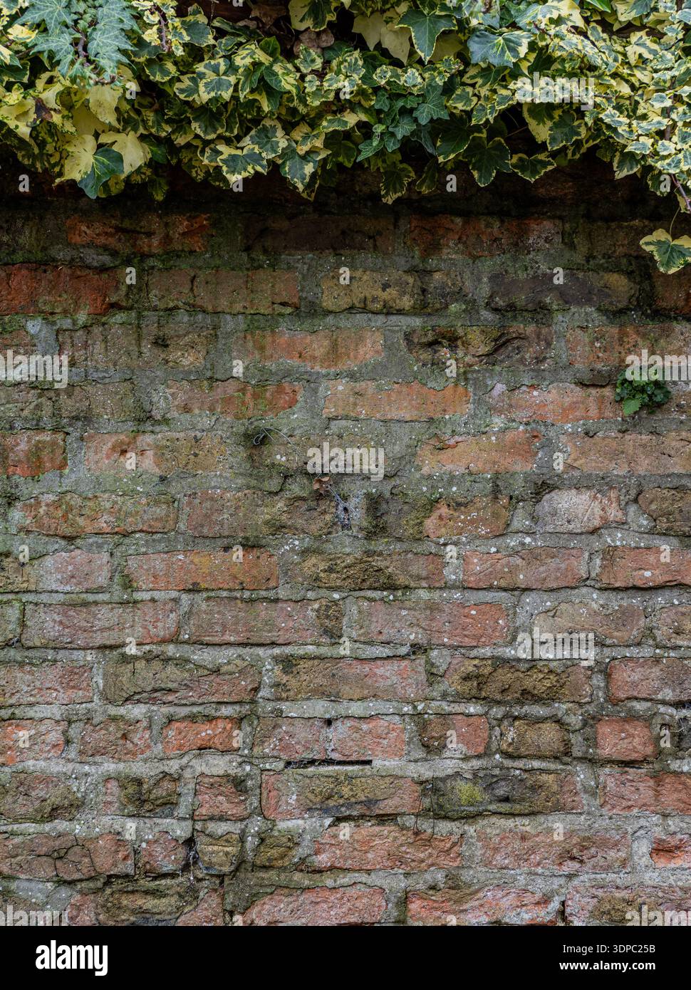 Old Brick Wall con arrampicata variegata edera Foto Stock