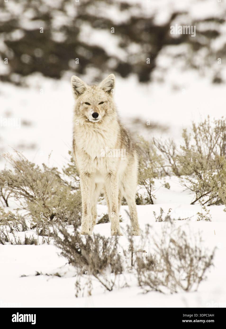 Un coyote a Yellowstone posa in un pennello innevato Foto Stock