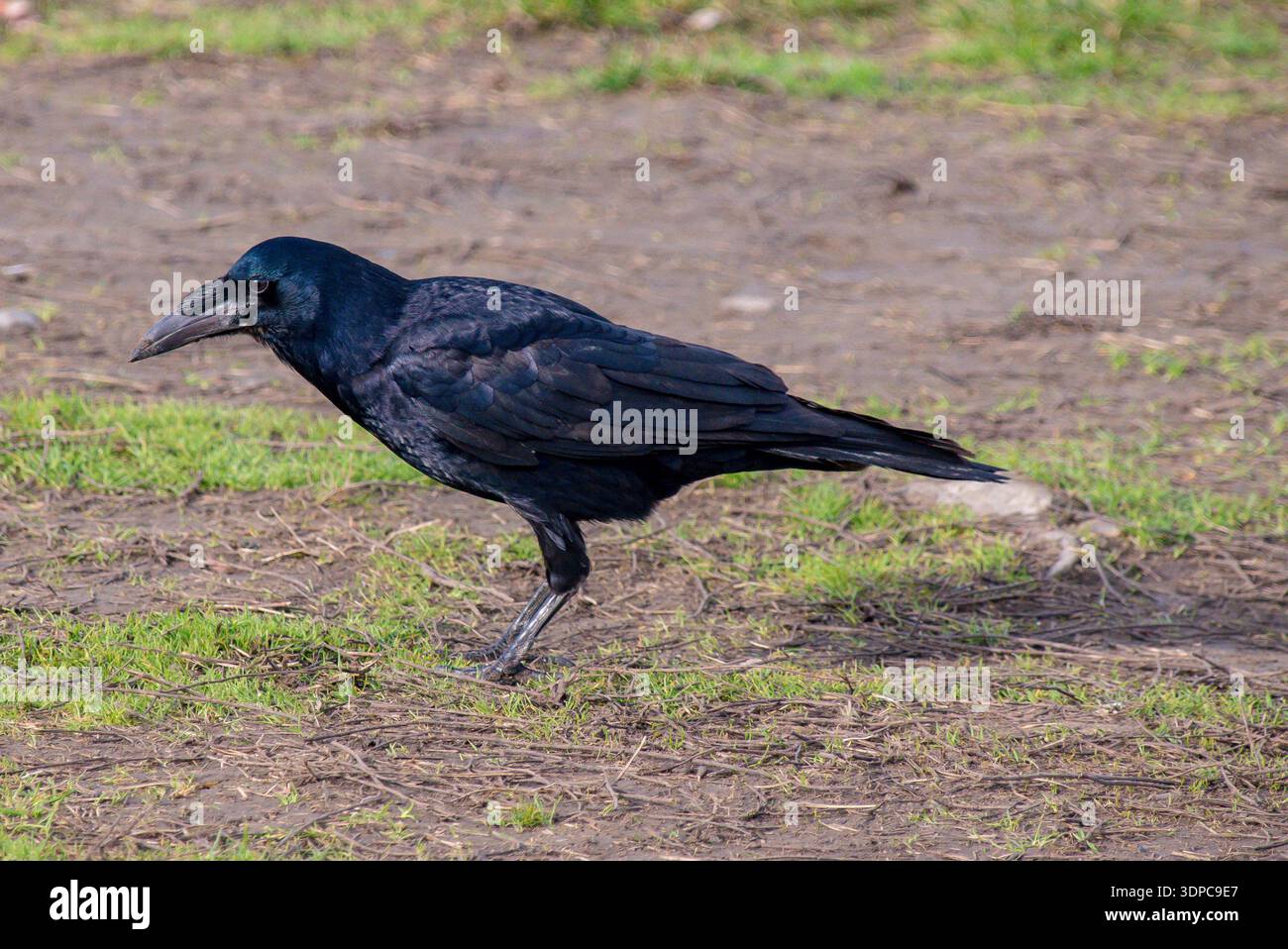 I corvi (Corvus) sono tra le creature più intelligenti del pianeta, con abilità cognitive paragonabili a quelle dei primati. Foto Stock
