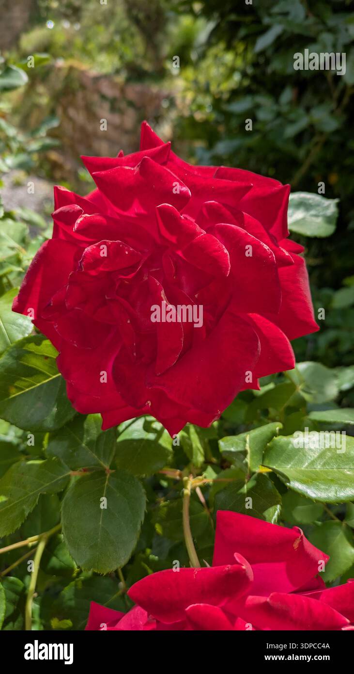 Elegante fiore di rosa con luce naturale soffusa - Immagine stock catturata con smartphone