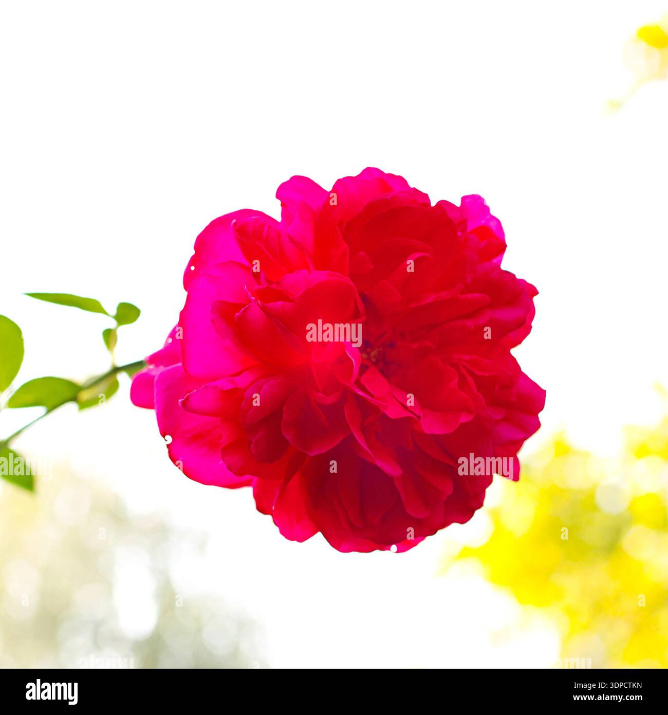 Una rosa rossa Foto Stock