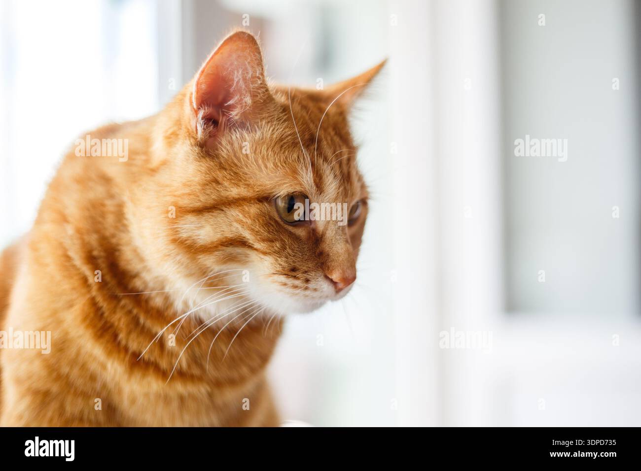 Simpatico gatto di zenzero steso sul davanzale della finestra Foto Stock