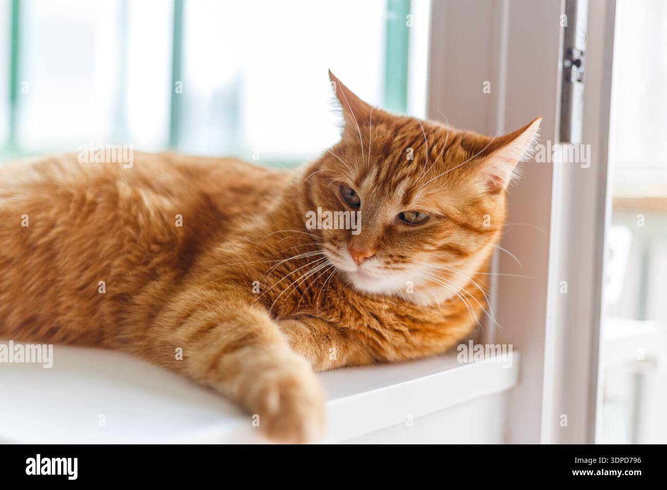 Simpatico gatto di zenzero steso sul davanzale della finestra Foto Stock