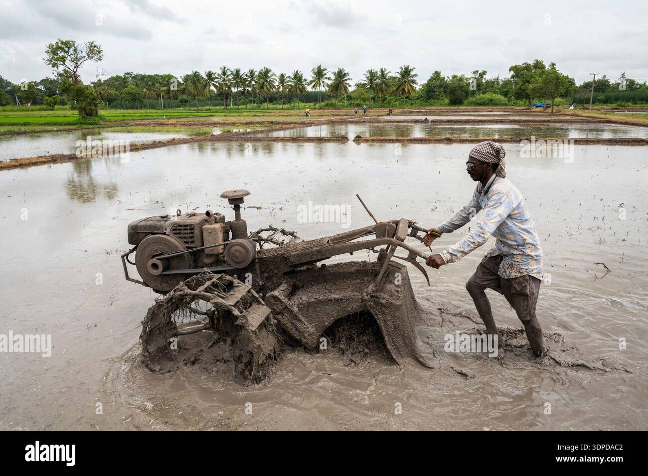 TAMIL NADU, INDIA - ottobre 2025 - preparazione del risone per il trapianto di piantine di riso nell'Annapurna Farm, Auroville. Foto Stock