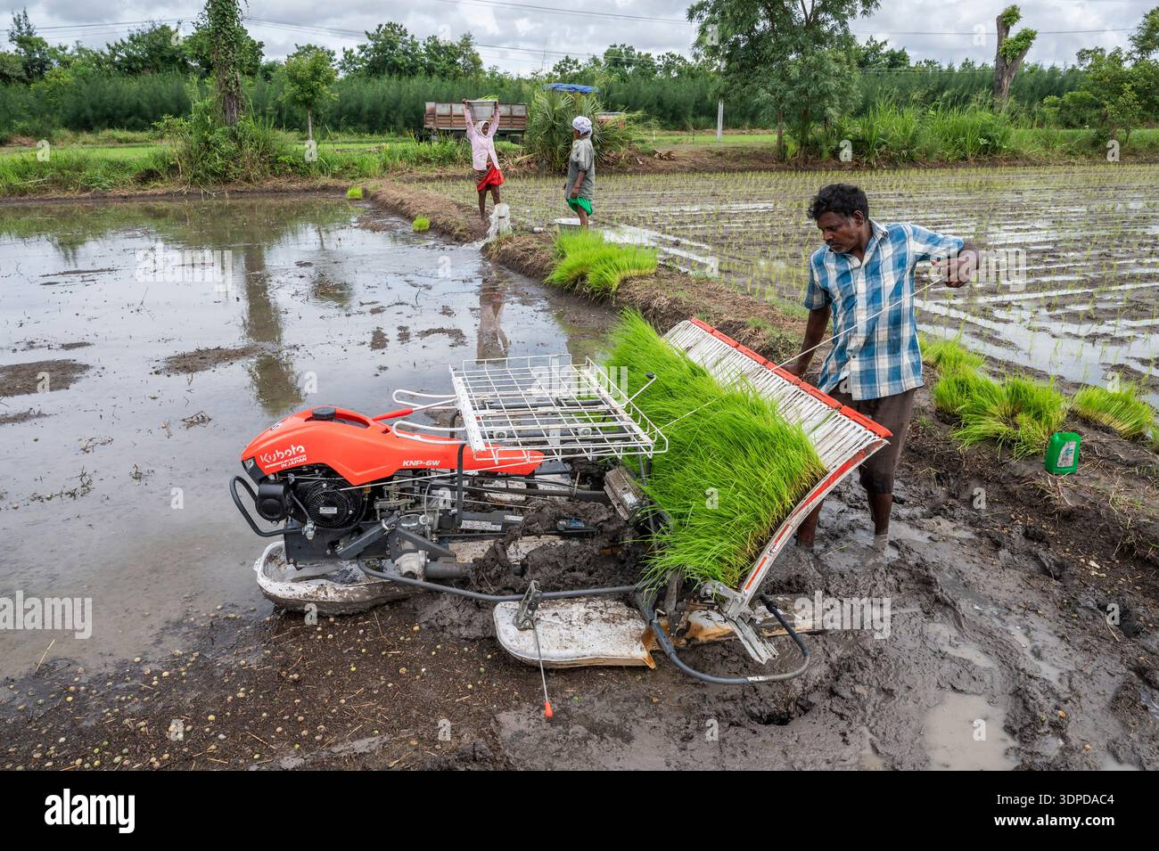 TAMIL NADU, INDIA - ottobre 2025 - trapianto di piantine di riso nella Annapurna Farm, Auroville. Foto Stock