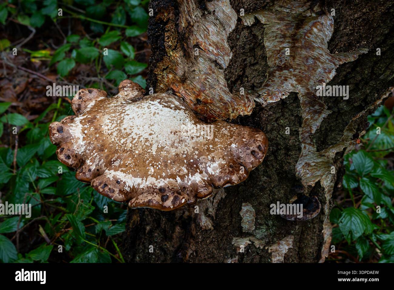 Grande fungo bruno e bianco che cresce sul lato di un tronco di albero testurizzato in una foresta umida Foto Stock