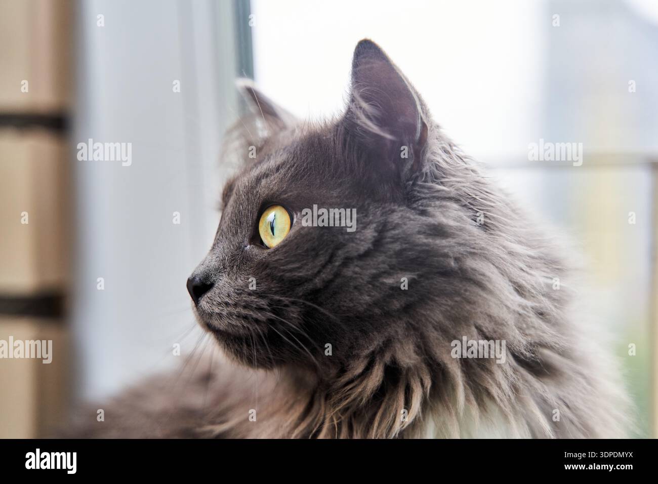 Ritratto di un bel gatto grigio dagli occhi verdi Foto Stock