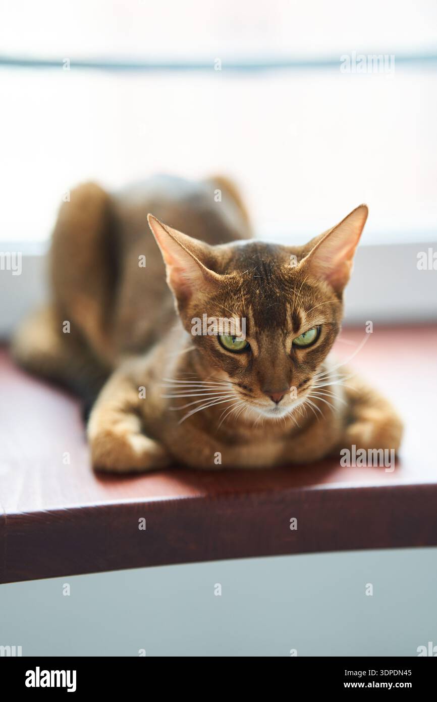 Bella razza di gatto Bengala si trova sul pavimento Foto Stock