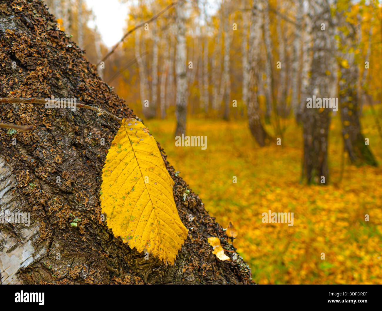 Una foglia di olmo giallo su un tronco di betulla in un boschetto di betulle autunnale. Foto Stock