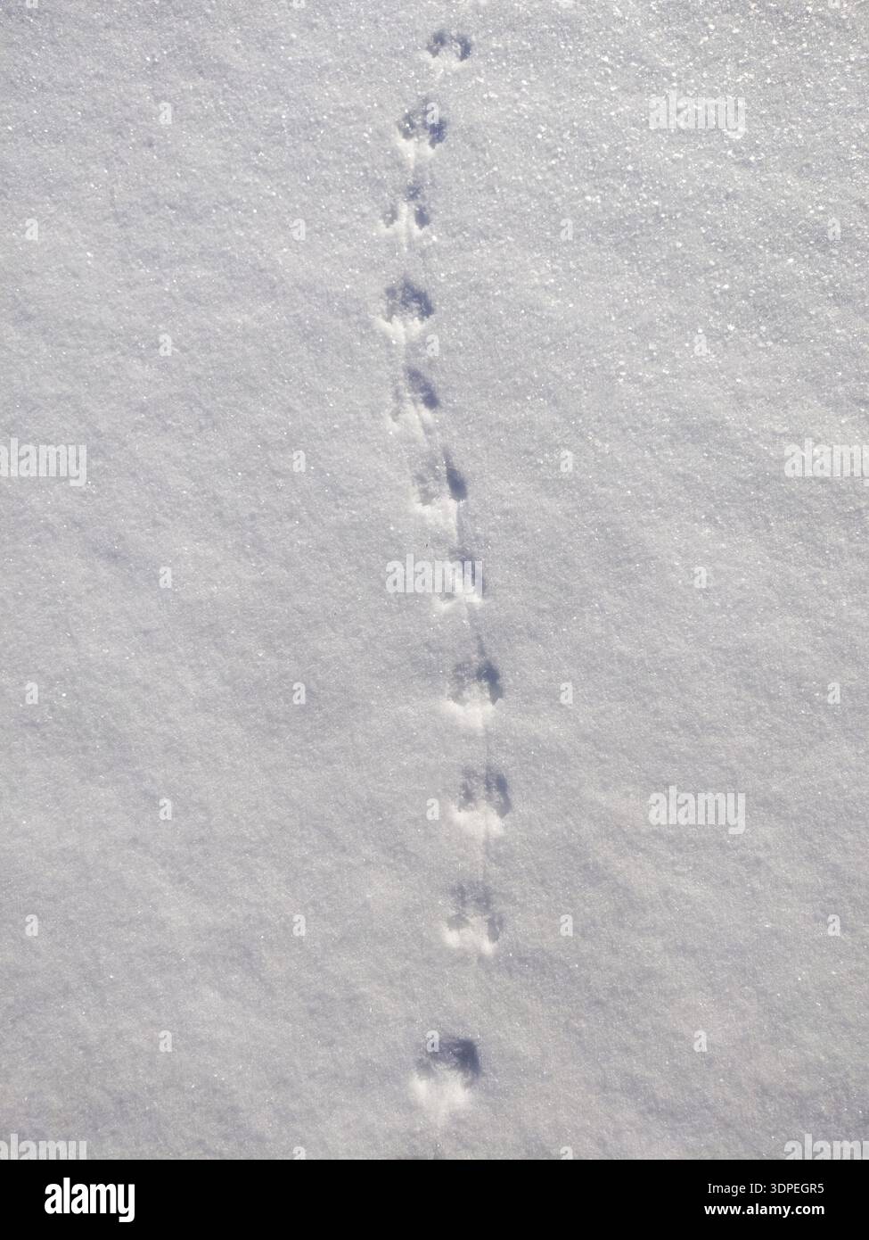 Le tracce del topo di animali piccoli attraversano la superficie innevata incontaminata creando una texture invernale tranquilla Foto Stock