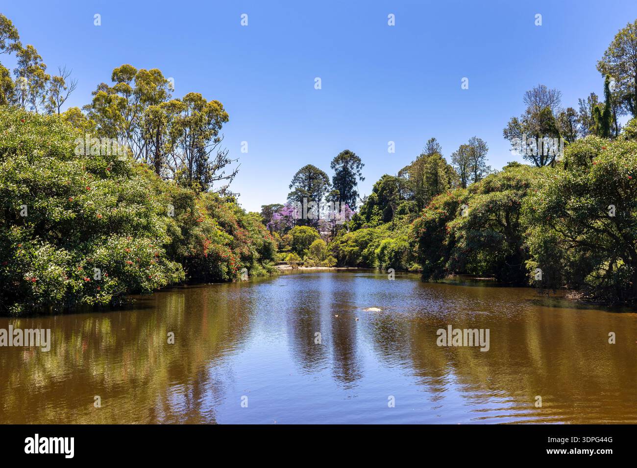 Paesaggio verde australiano nell'area urbana - il fiume Parramatta scorre attraverso il verde parco urbano nella Sydney occidentale dell'Australia. Foto Stock