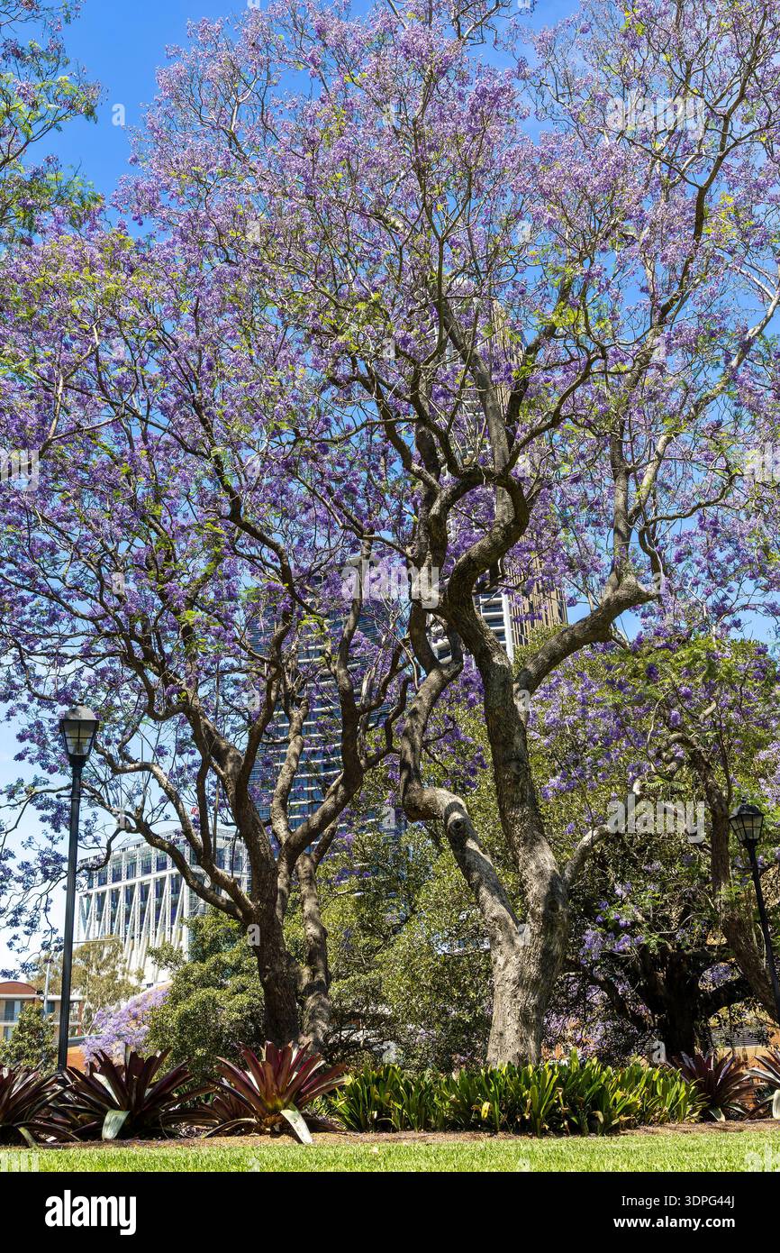 Parco cittadino urbano - Parramatta Parco Principe Alfredo Jacaranda alberi in fiore nella stagione primaverile. Foto Stock