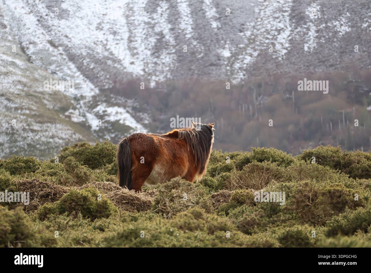 Maestoso e selvaggio pony Carneddau tra le montagne del parco nazionale di Snowdonia Foto Stock