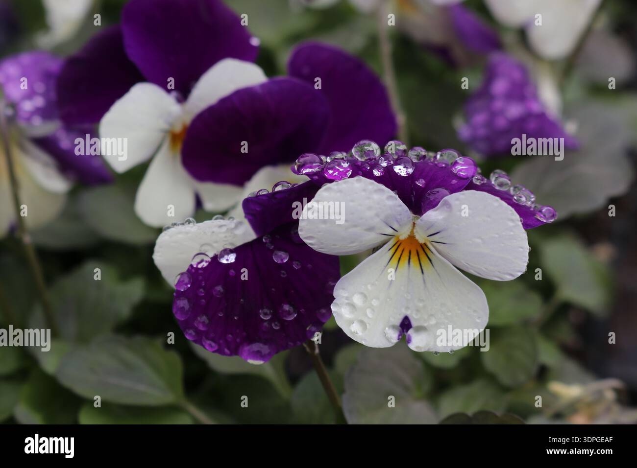 Un macro primo piano di fiori di viola cornuta viola e bianchi coperti di gocce di pioggia fresche. Foto Stock