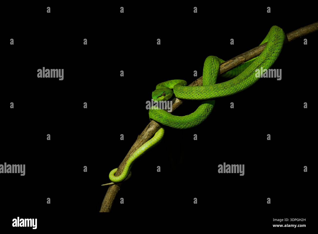 Variante di colore verde di Trimeresurus insularis , Indonesiano o Isole della sonda minore viper, Sunda con labbra bianche o dalla coda rossa, anche popolare Foto Stock