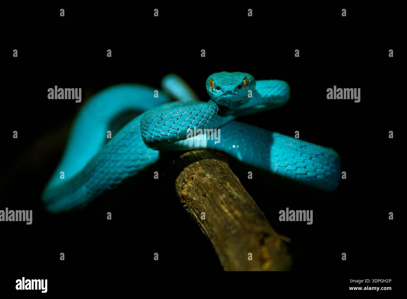 Variante di colore blu di Trimeresurus insularis , indonesiano o Isole della sonda minore Pit viper, Sunda con labbra bianche o dalla coda rossa, anche popularl Foto Stock