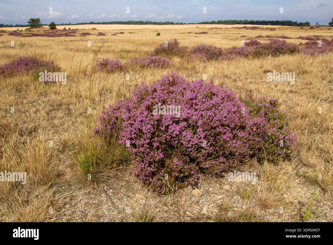 Heather in fiore sulla Veluwe nei Paesi Bassi Foto Stock