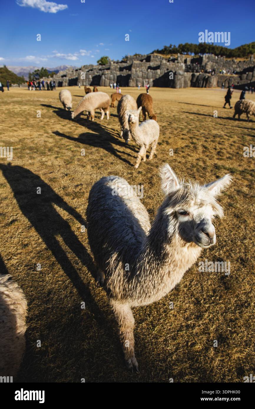 Alpaca di fronte alle mura di pietra della città inca di Sacsayhuaman, Cusco, Perù Foto Stock