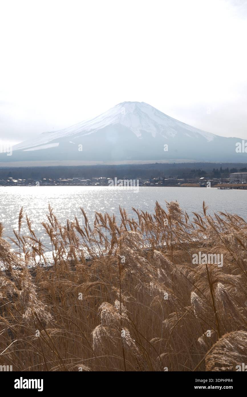 Il maestoso Monte Fuji, visto attraverso il Lago Yamanaka attraverso l'erba dorata delle pampas all'inizio della primavera, Yamanashi, Giappone. Foto Stock