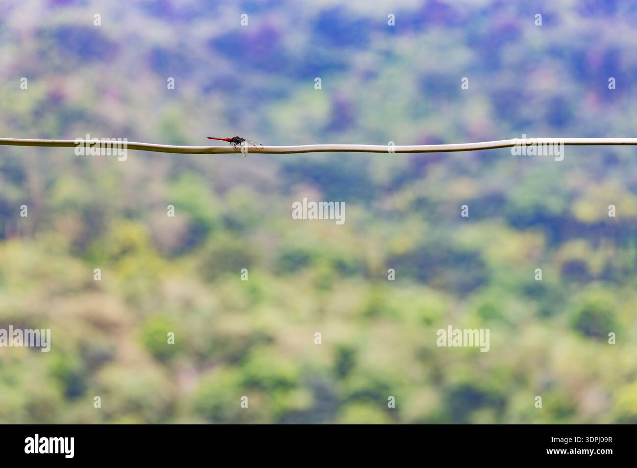 una libellula rossa vibrante poggia su un filo Foto Stock