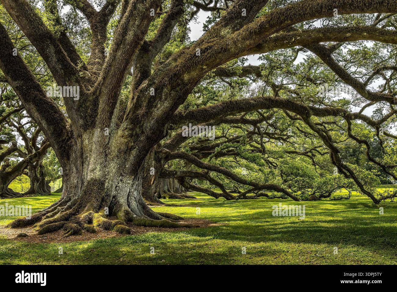 Antica quercia viva con un enorme tronco e ampi rami ricoperti di muschio che formano un tranquillo baldacchino ombreggiato sull'erba illuminata dal sole in un tranquillo parco o h Foto Stock