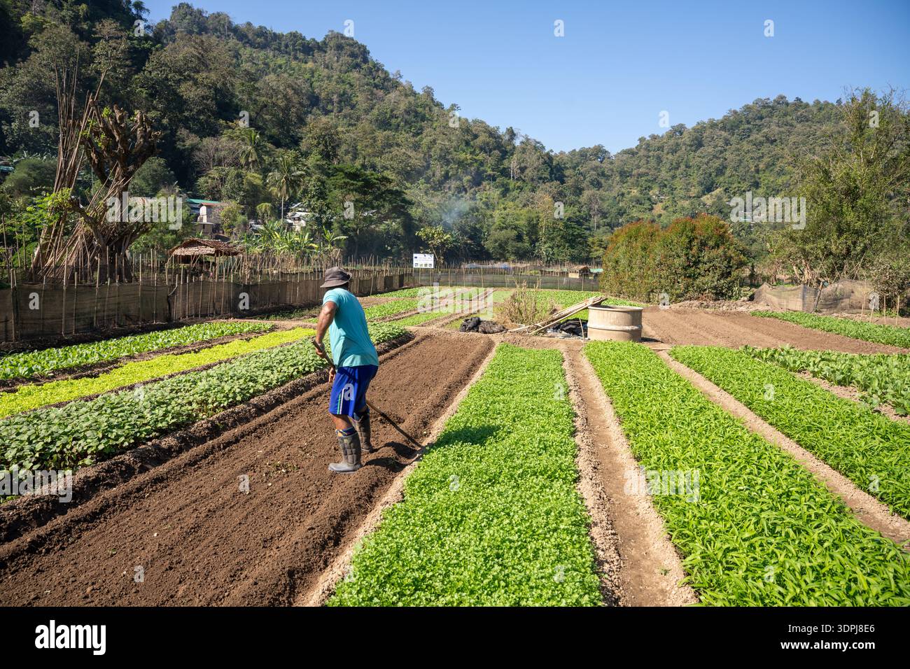 Un agricoltore rifugiato lavora in un orto soleggiato, parte della vita quotidiana nel campo di Mae la nella provincia di Tak, Thailandia. Foto Stock