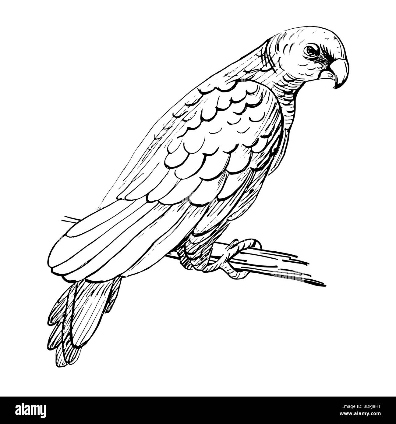 Un grande pappagallo arroccato su un ramo. Illustrazione vettoriale realistica per la progettazione di alimenti per uccelli, decorazioni per interni, imballaggi, poster, cartoline, e biglietti per lo zoo Illustrazione Vettoriale