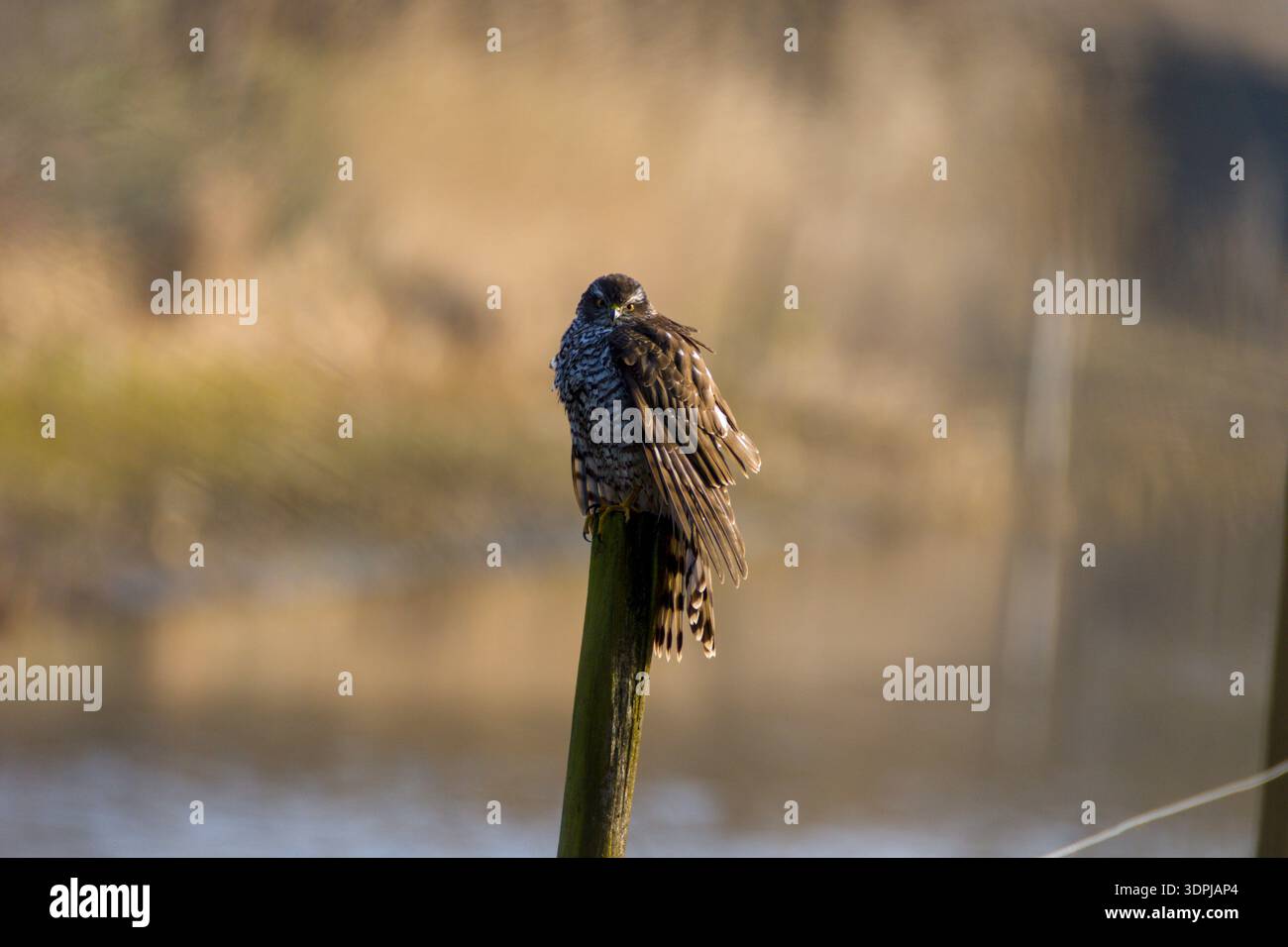 Sparviero Accipiter nisus Foto Stock