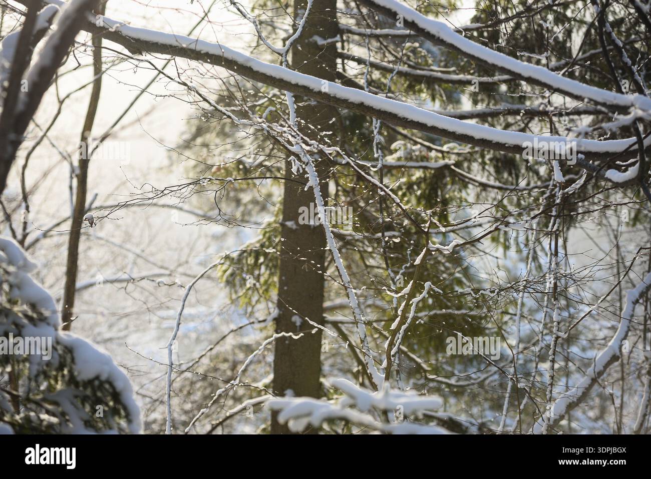Primo piano di rami di alberi ricoperti di neve che brillano alla luce soffusa del sole invernale. Paesaggio boschivo naturale con rametti smerigliati e sfondo sempreverde, perfetto per Foto Stock
