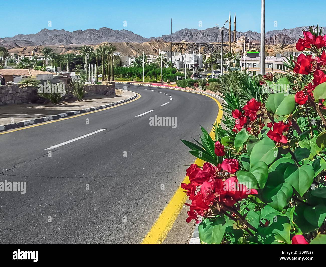 Fiori rossi luminosi sullo sfondo dell'autostrada a Sharm El Sheikh, Egitto. Bellissimo paesaggio urbano di una città egiziana Foto Stock