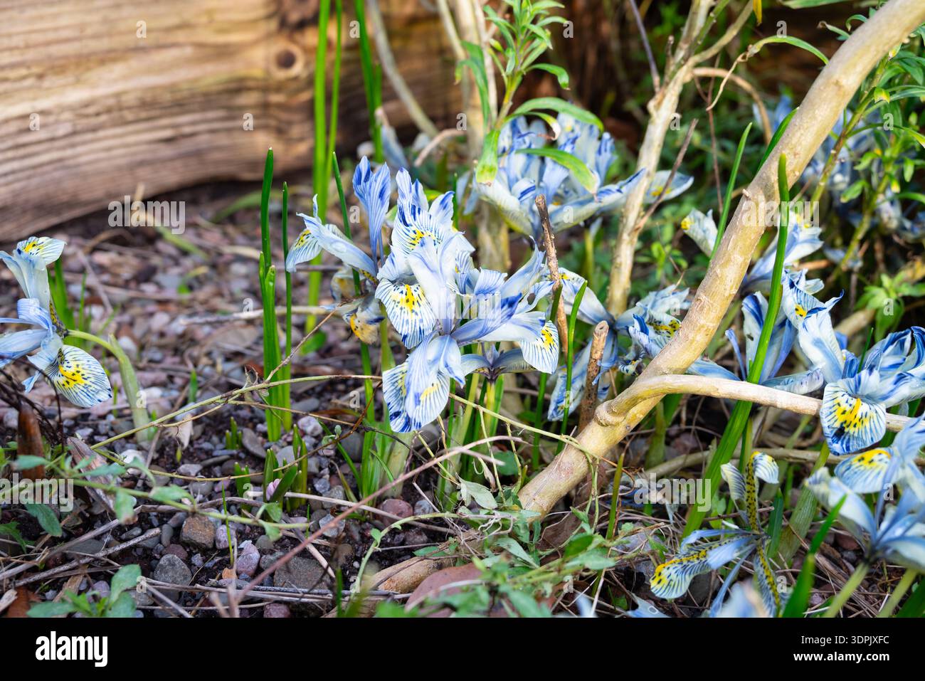 Un gruppo di delicati fiori di Iris blu e gialli fioriscono in un letto da giardino, circondato da verde vegetale e legno intemprato. Foto Stock