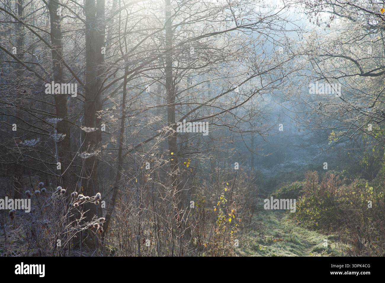 Sentiero boschivo ghiacciato che scende attraverso gli alberi in morbida luce invernale nella Foresta di Dean, Gloucestershire, Inghilterra. Foto Stock