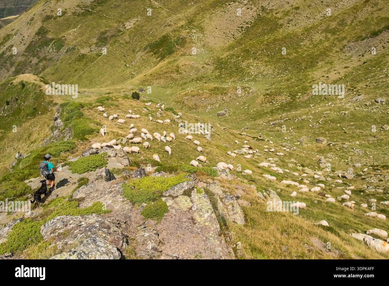 Pastore con cani che allevano pecore nelle montagne dei Pirenei in Francia Foto Stock