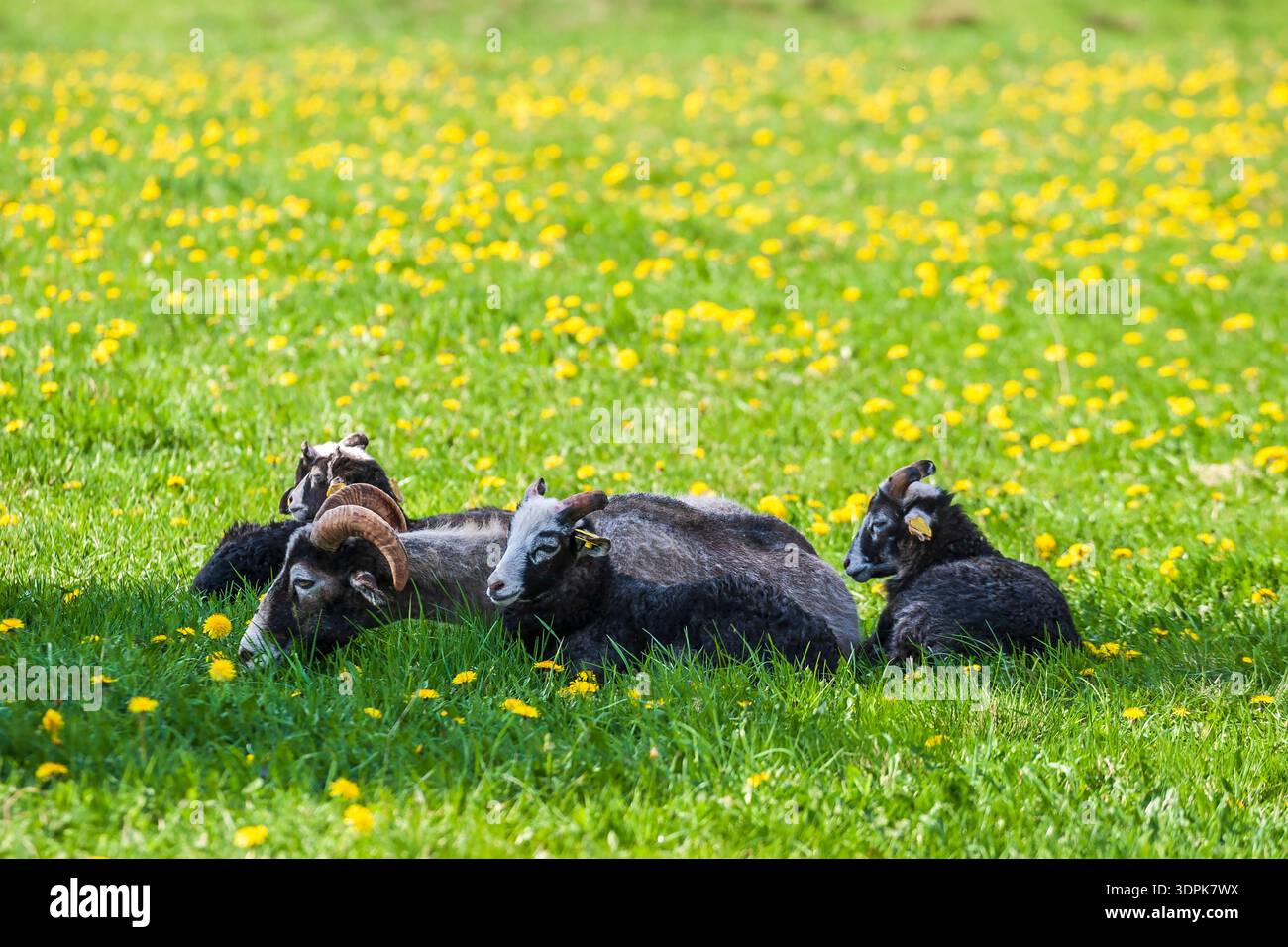 Riposare le pecore all'ombra su un prato Foto Stock