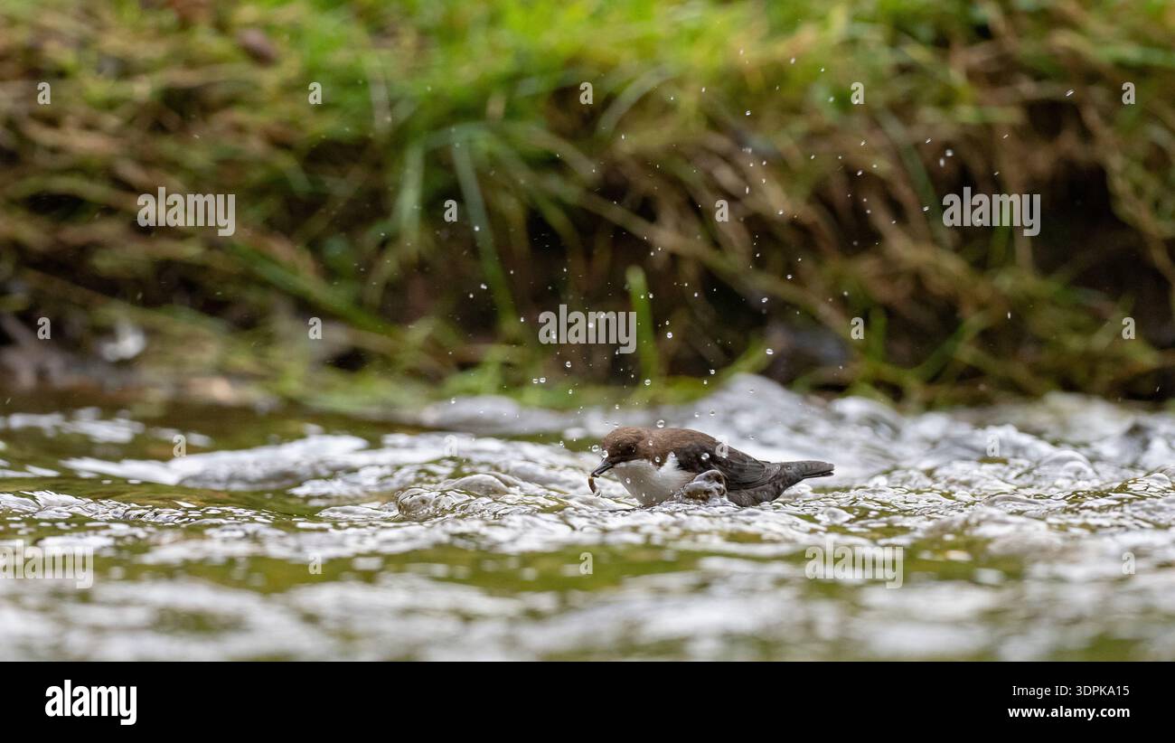 Dipper Cinclus cinclus, on fast-flow River, Derbyshire, Inghilterra, Regno Unito, novembre Foto Stock